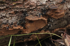 Phellinopsis conchata