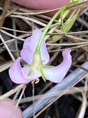 Sabatia stellaris