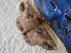 Cryptochorina amphidasyaria