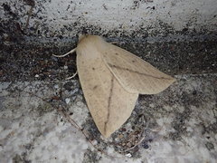 Descoreba simplex