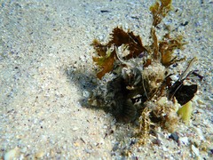Centropogon australis
