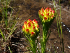 Ceratandra grandiflora