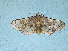 Omphisa anastomosalis