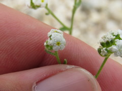 Cryptantha utahensis