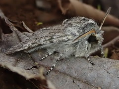 Brachionycha permixta