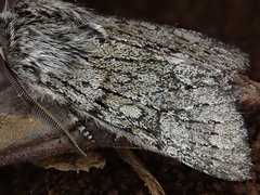 Brachionycha permixta