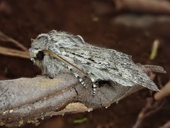 Brachionycha permixta