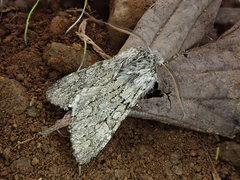 Brachionycha permixta