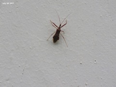 Epidaus tuberosus