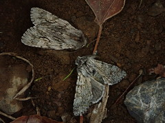Brachionycha permixta