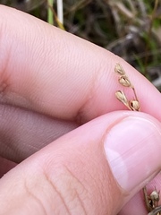Juncus dichotomus