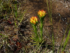 Ceratandra grandiflora