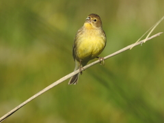 Grassland Yellow-Finch photo 3