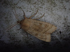 Orbona fragariae