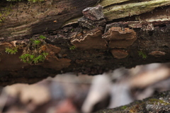 Phellinopsis conchata