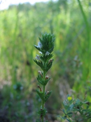 Euphrasia pectinata