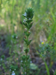 Euphrasia pectinata