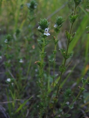 Euphrasia pectinata