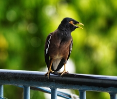 Acridotheres tristis