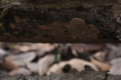 Phellinopsis conchata