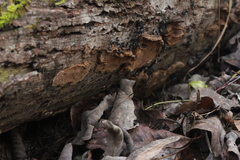 Phellinopsis conchata