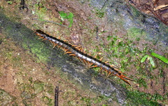 Scolopendra japonica