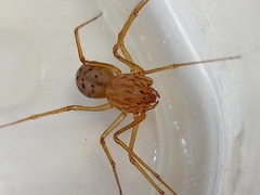 Scytodes