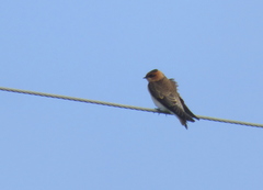 Alopochelidon fucata