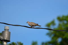 Streptopelia decaocto