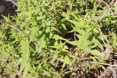Mentha longifolia polyadena