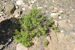 Mentha longifolia polyadena