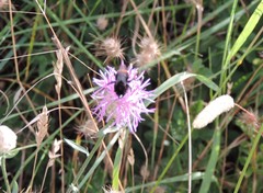 Centaurea deusta