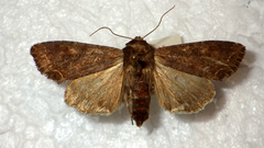 Lacanobia suasa