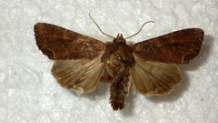 Lacanobia suasa