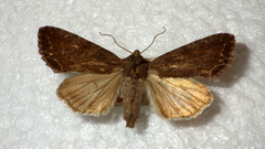 Lacanobia suasa