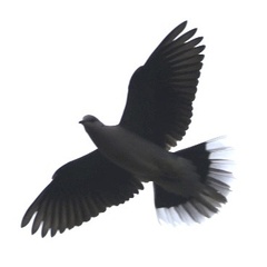 Streptopelia vinacea