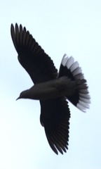 Streptopelia vinacea