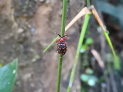Syphaxia maculata