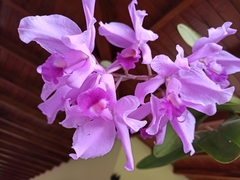 Guarianthe