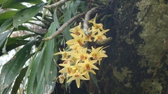 Dendrobium heterocarpum