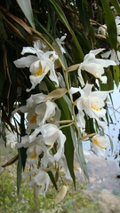 Coelogyne cristata