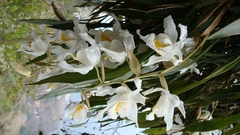 Coelogyne cristata