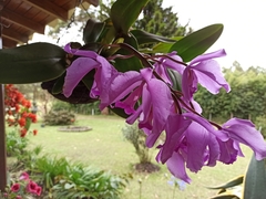 Guarianthe