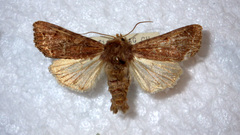Lacanobia suasa