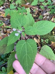 Ageratina roanensis