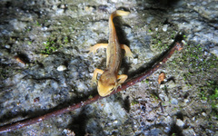Lissotriton boscai