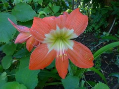 Hippeastrum reginae