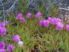 Carpobrotus muirii