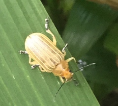 Metaxyonycha granulata