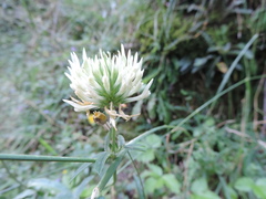 Trifolium ochroleucon ochroleucon